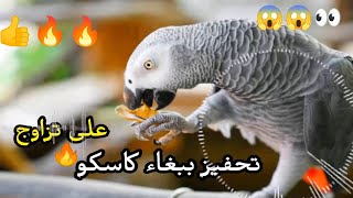 تحفيز ببغاء كاسكو🦜على كلام و تزاوج💯🔥🔥🔥2023