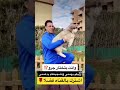 الكلاب الهاسكي وهما عمر ٤٥ يوم