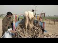 cow for sale in Irshad dairy farm