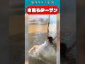 水落ちターザンロープ / / Fall into the water #水落 #びしょ濡れ #ターザン