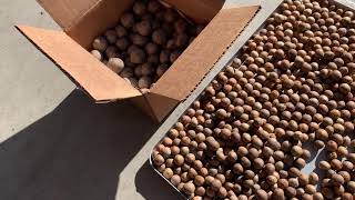 The difference between Jelly palm seeds and Chilean Wine palm seeds
