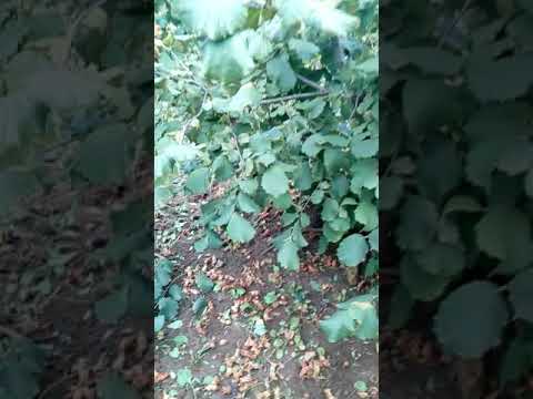Фундук Святковий (під