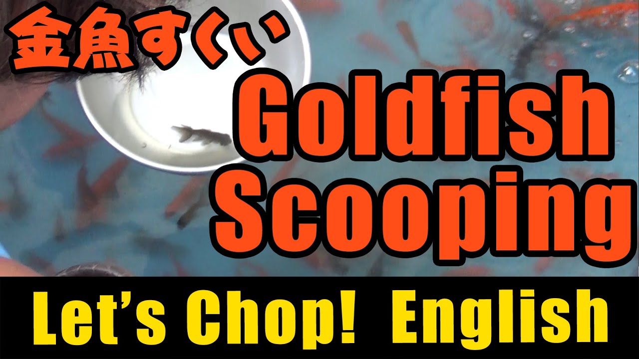Let S Chop English 35 Goldfish Scooping 金魚すくい Youtube