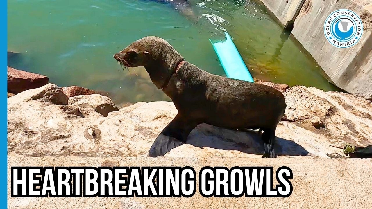 Шведский стол из рыбы и пластика: суровая реальность