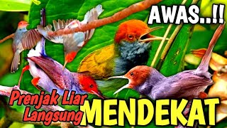 MANTAP..!!RAJANYA SUARA PIKAT PRENJAK KEPALA MERAH PALING BANYAK DI CARI | bird singing