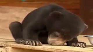 Маленький медвежонок засыпает Маленький медвежонок засыпает