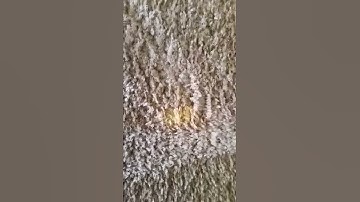 How to remove a bleach stain (the carpet cleaning show)