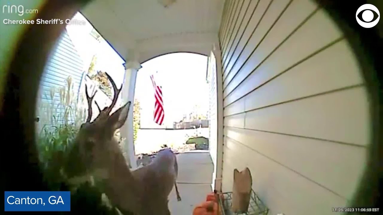 Doorbell camera catches deer playing 'ding-dong ditch'
