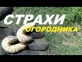 КОШМАР на ОГОРОДЕ- ОГРОМНЫЕ ЛИЧИНКИ#  БЕДА С КОРОВОЙ # ОКРОШКА на квасе