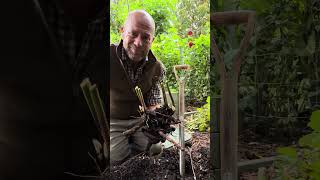 How to lift and divide peonies. #gardenerben