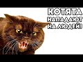 КОТЯТА НАПАДАЮТ НА ЛЮДЕЙ!