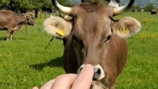 Швейцария! Потеплело! На полях коровы!🇨🇭🐂