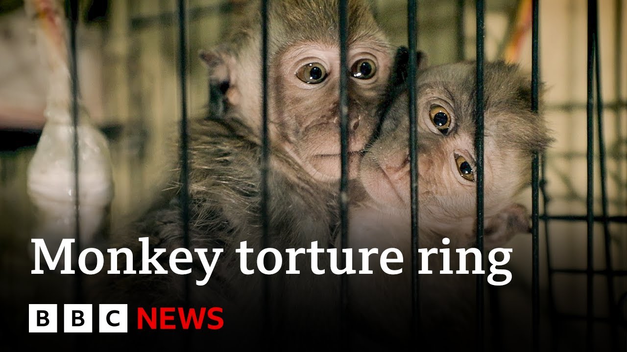 The Monkey Haters (2023) A year-long investigation by the BBC has uncovered a global monkey torture ring with hundreds of customers located in the UK, US and beyond