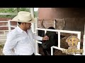 ¡¡¡ANÉCDOTAS, TOROS Y LÍNEA GENÉTICA!!! ASÍ LO COMPARTIÓ FEDERICO FIGUEROA RANCHO LA CANDELARIA 2020