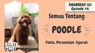 SEMUA Tentang Poodle: Standard, Mini & Toy | Fakta, Sejarah, Perawatan | Dogbreed 101: Poodle