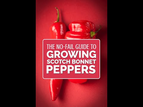 Video: Pěstování Scotch Bonnet Peppers – Scotch Bonnet Chili Pepper Care