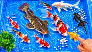 Releasing Fish into a Small Pond | Catching Catfish, Swamp Eels, Snakeheads and Wild Ornamental Fish