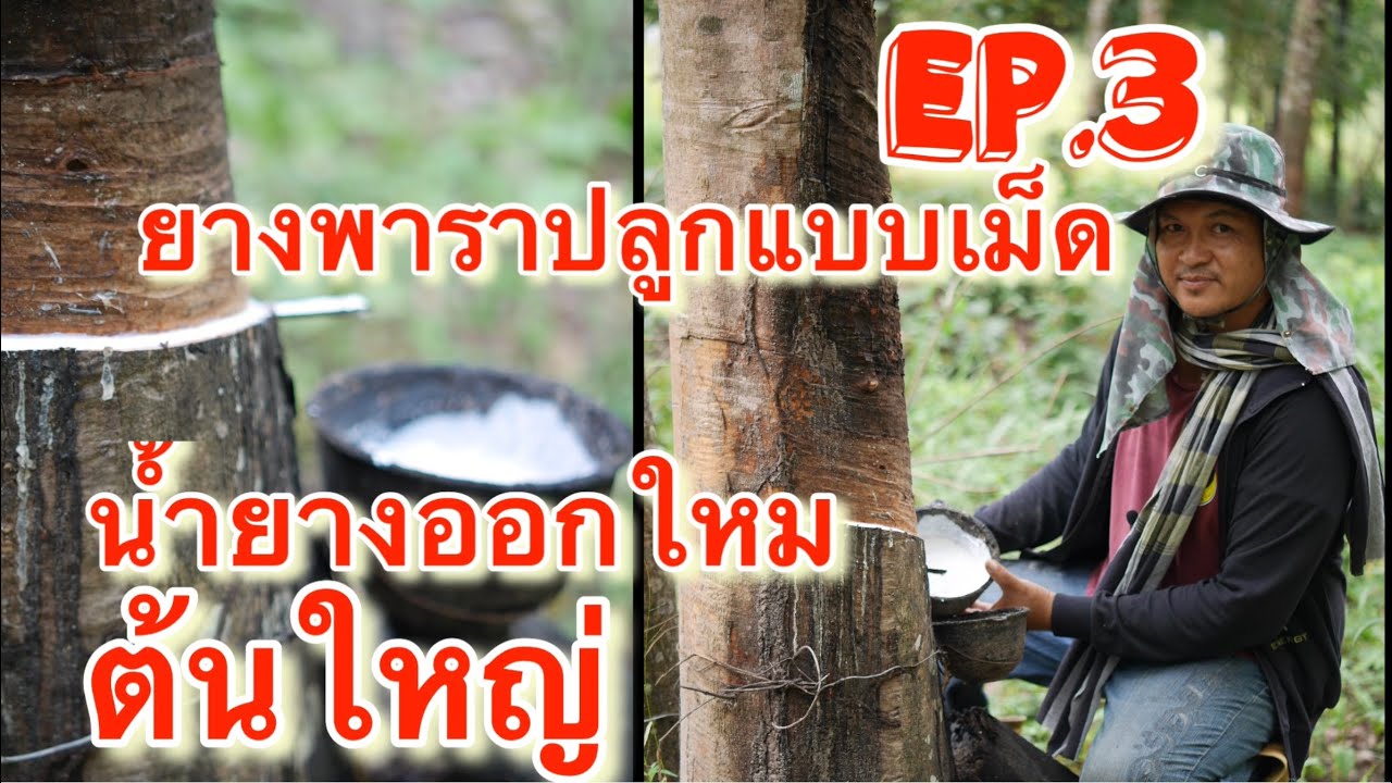 ยางพาราปลูกแบบใช้เม็ด EP3 สวนนี้กรีดมานาน น้ำยางเป็นอย่างไรบ้าง เปรียบเทียบหลายต้น