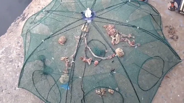 Umbrella Fishing Net Trap || Fishing Trap ( Bk Entartenment)
