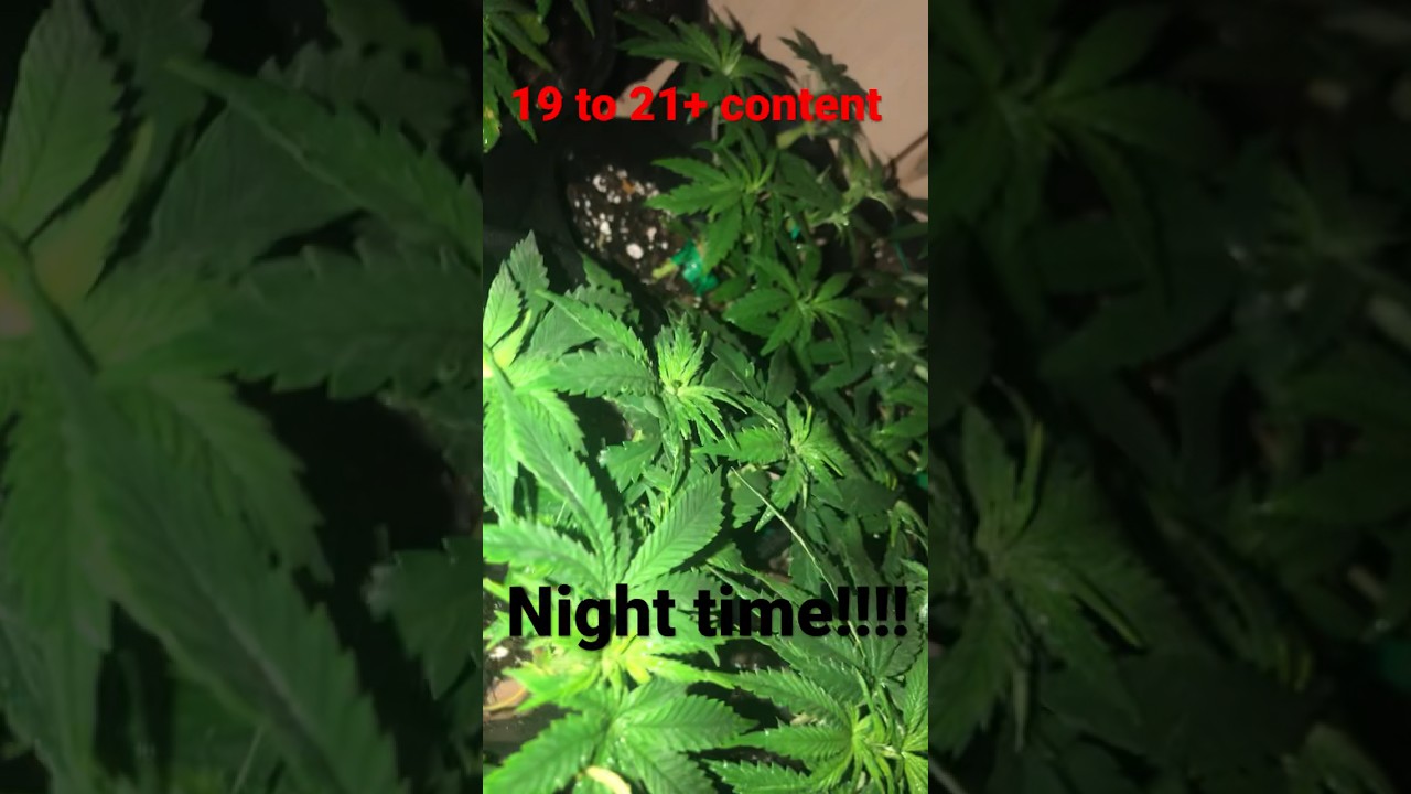 Ayyyyeee! Gotta love the night time!!!