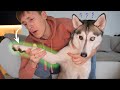The number 1 tip to save your dog's life