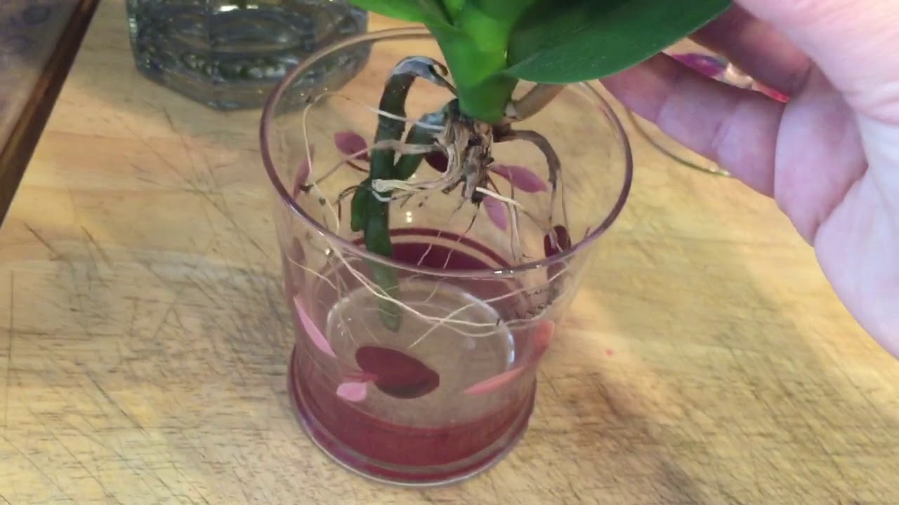 Phalaenopsis water culture orchid 6 month update YouTube
