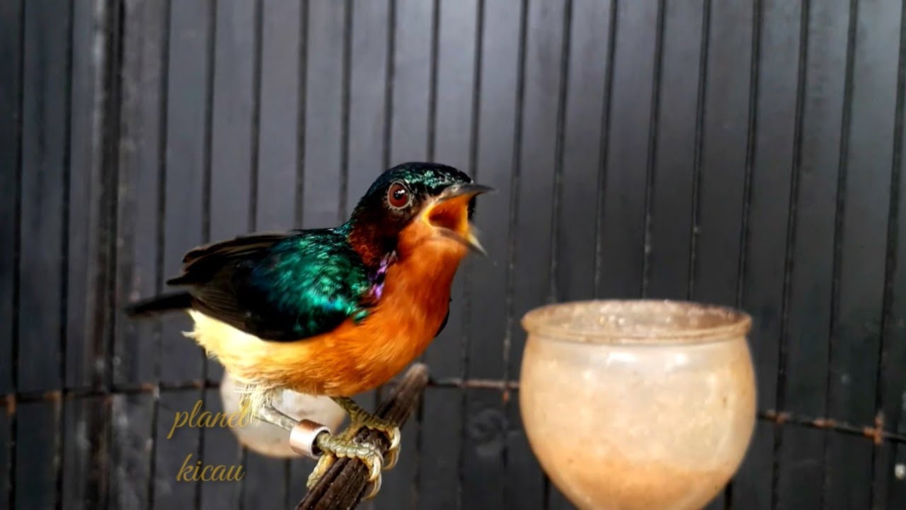 Ruby-Cheeked Sunbird (Chalcoparia Singalensis)