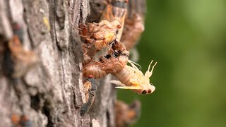 Cicadas begin emerging in Kentucky after 17-year wait