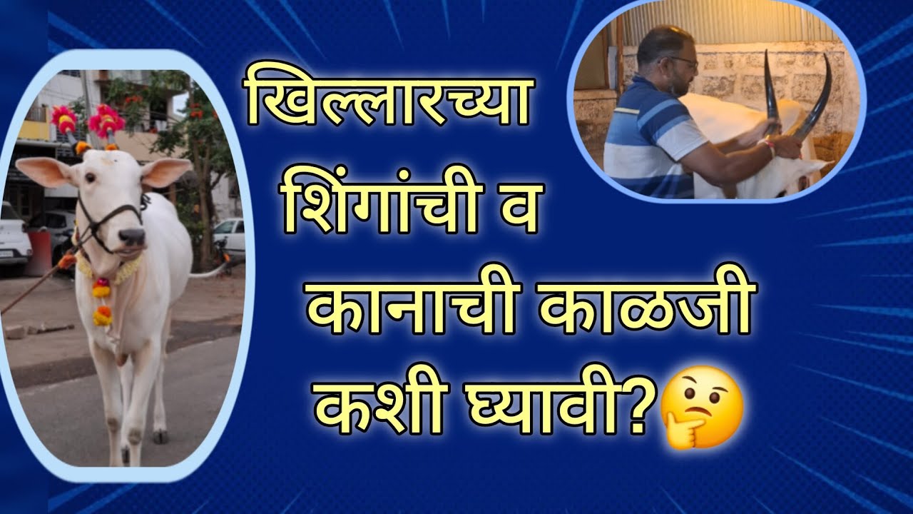 खिल्लारच्या शिंगांची व कानाची काळजी कशी घ्यावी?🤔