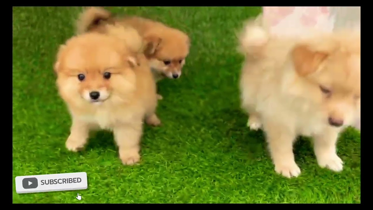Toy Culture Pom Cute baby puppy Small breed selling || Toy Culture Pom family Pet 🐶 
