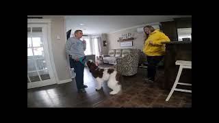 Rory Default Sit OverGreeter by Jennie Murphy 34 views 2 weeks ago 1 minute, 14 seconds