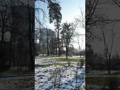 Лапа на прогулке радуется отличной погоде на день святого Николая) Киев, 19 декабря