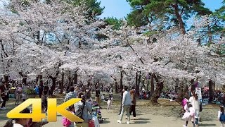 Omiya park cherry blossoms 2017- Long Take【埼玉・大宮公園】 4K