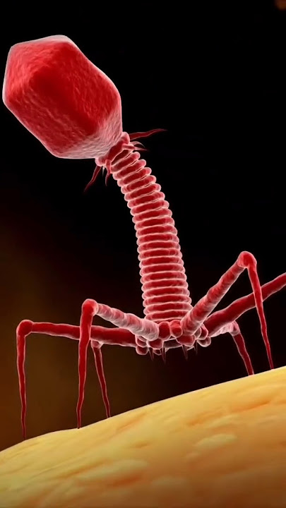 Bacteriophages #bacteriophage #phage #bacteria #cell #biology #biologystudent