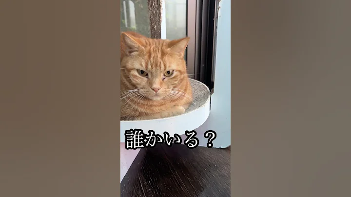 Video 11837861: american shorthair cat, kitten