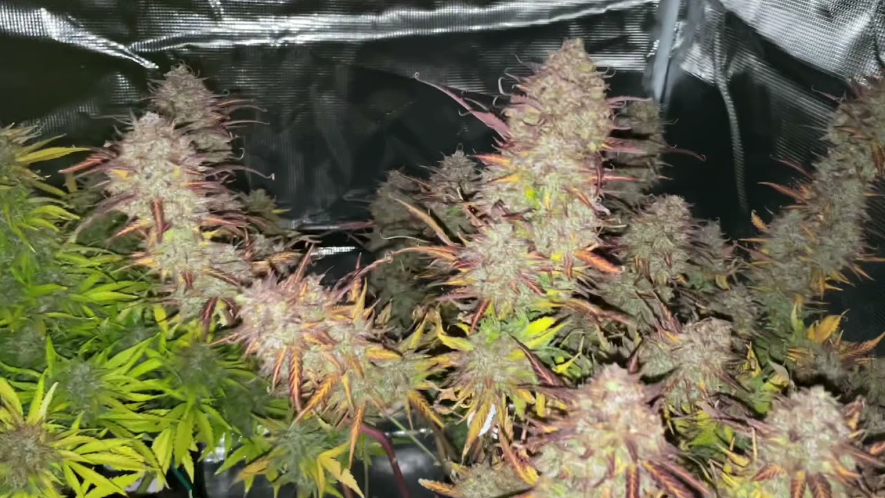 Fat Banana Auto (RQS) (D-88- Harvest )