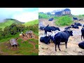 Himalayan cows in Mountain Paradise || Himalayan Life of Nepal ||