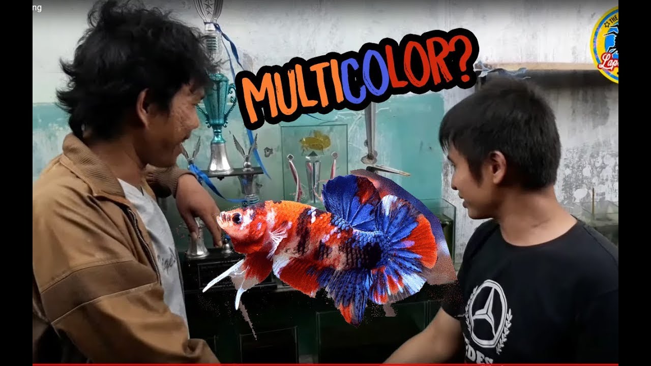 Mengenal cupang multicolor bersama masternya