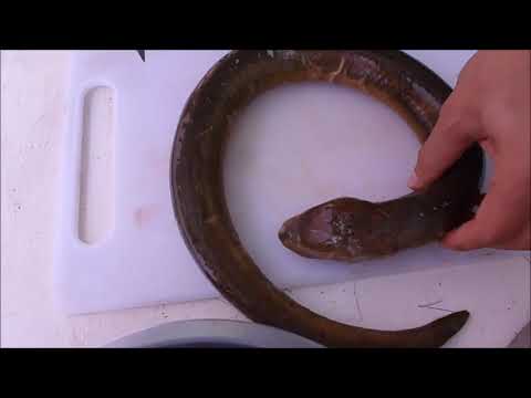 Video: Cómo Cocinar Anguila
