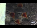 More feeding frenzy at the Wagtail nest