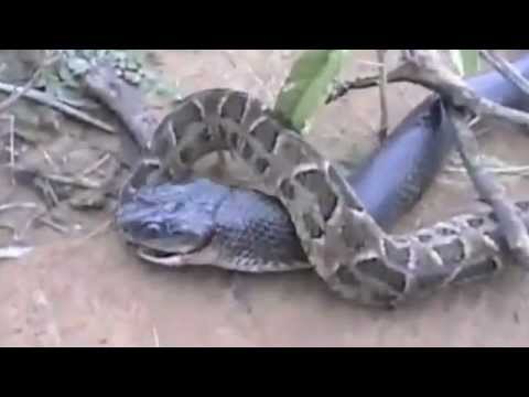 King Cobra vs Python-One gets eaten !!