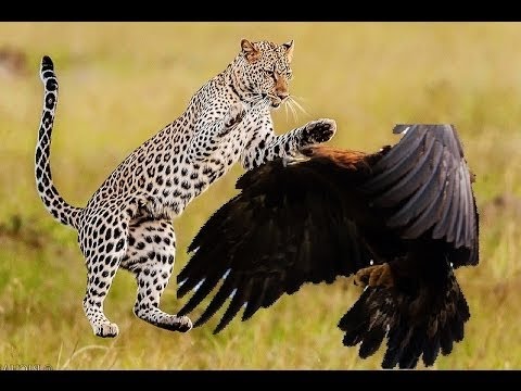 Leopardo Mata Águia Real
