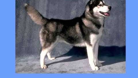 Beginning Game Programming - Programming Assignment #2