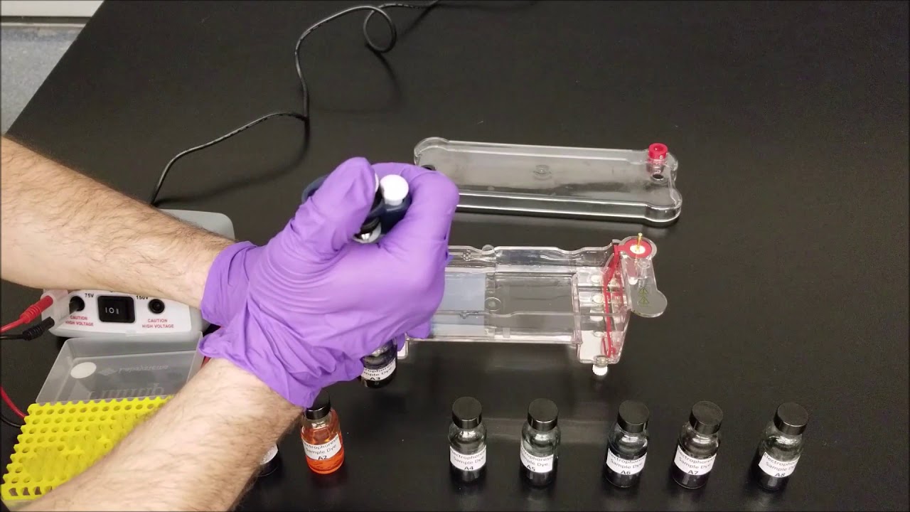 Gel Electrophoresis Dyes Lab YouTube