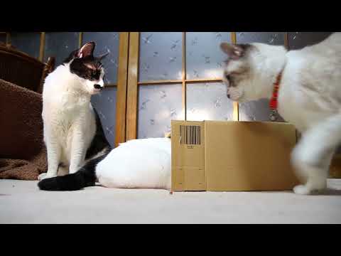 箱入り猫達　Box and cat 　220119