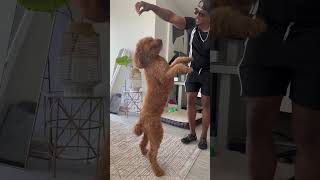 Teaching our Goldendoodle to be a show dog  #goldendoodle #dogshorts #dogtricks