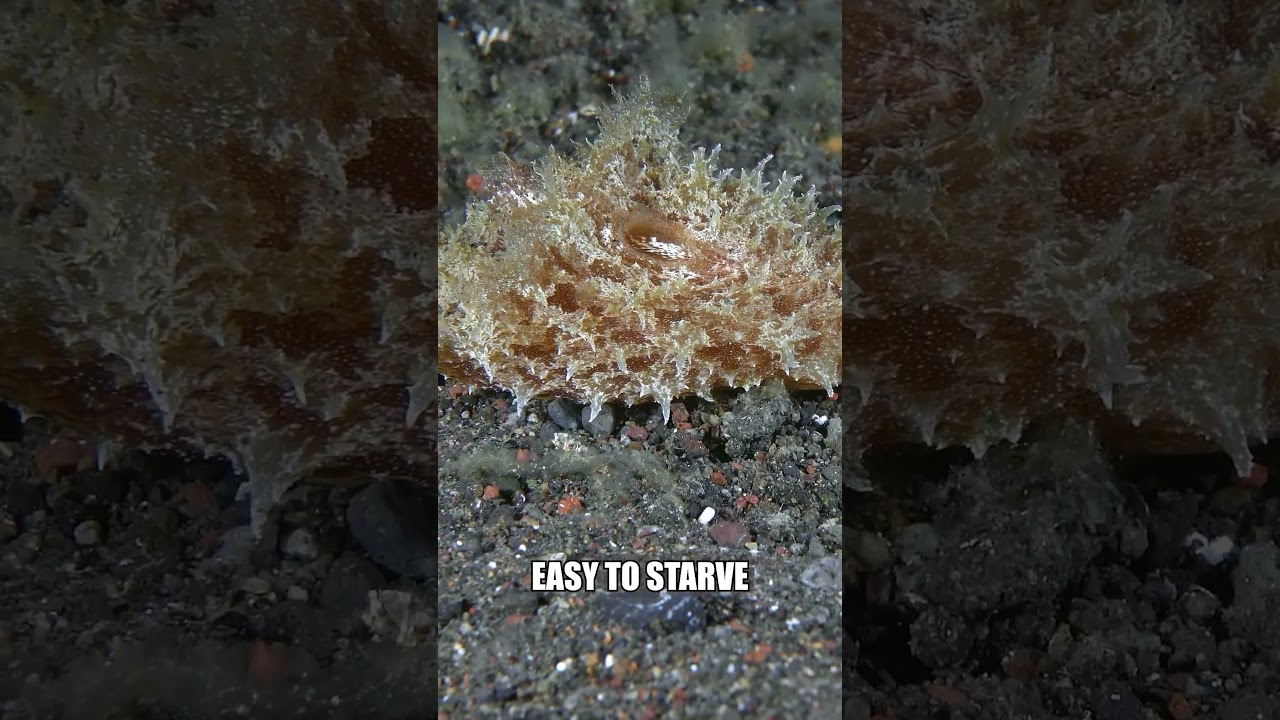 Easy to Starve?
