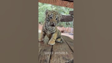 animal transformation #7