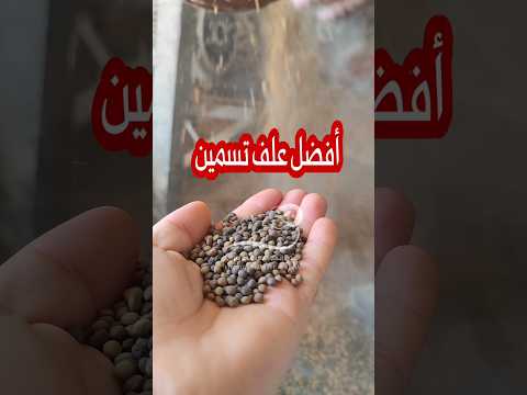 أفضل خلطة علف تسمين يدوية شوف المكونات والنسب المئوية