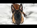 WATCH BEFORE BUYING A MALINOIS - First 10 Months with Belgian Malinois Puppy!